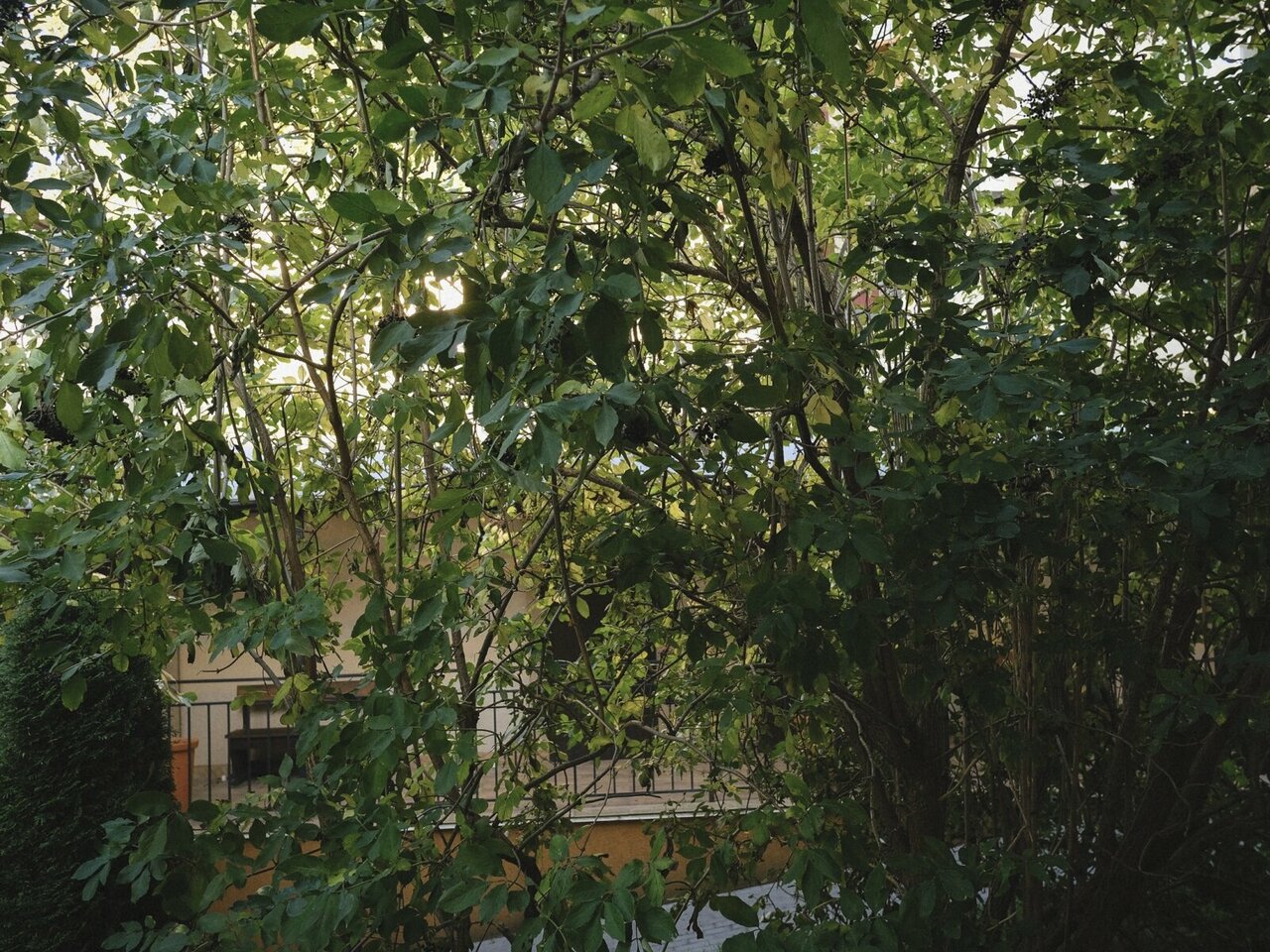 Гостиница Круиз Пионерский