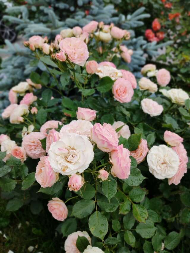 Гостиница Круиз Пионерский-181